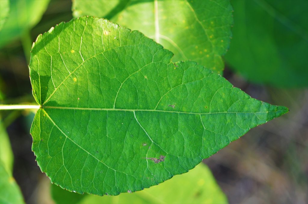 a bright green leaf