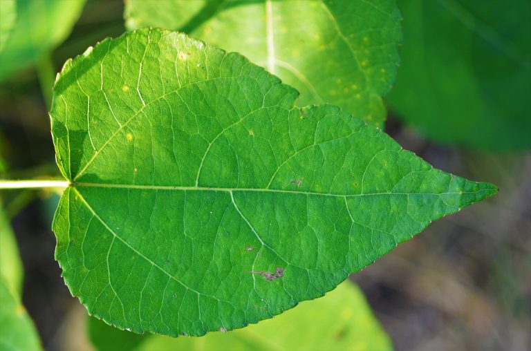 Minimize Your Carbon Footprint With Ottawa Self Storage