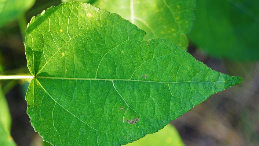 a bright green leaf