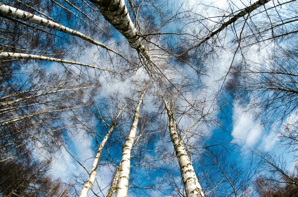 bare trees in the winter