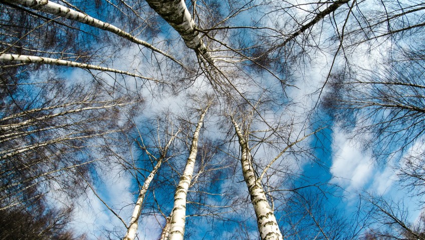 bare trees in the winter